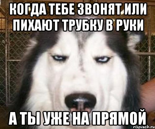 Когда тебе звонят или пихают трубку в руки А ты уже на прямой, Мем задолбал