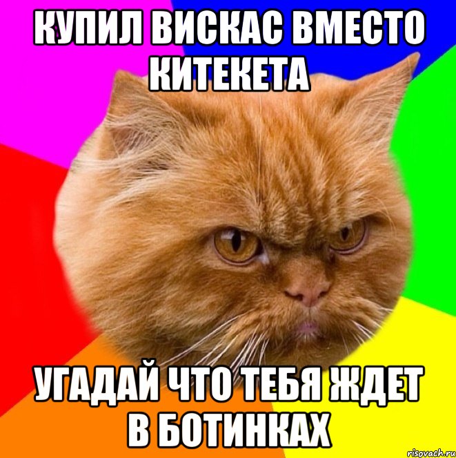 купил вискас вместо китекета угадай что тебя ждет в ботинках, Мем Злой кот