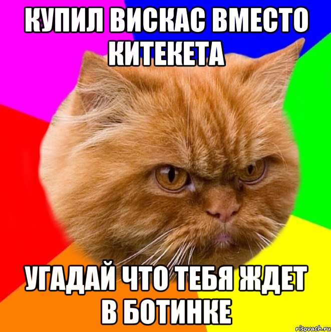 купил вискас вместо китекета угадай что тебя ждет в ботинке, Мем Злой кот