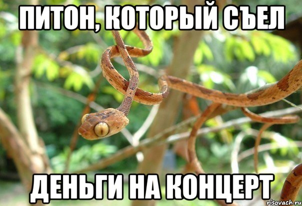 Питон, который съел деньги на концерт, Мем Змея которая съела