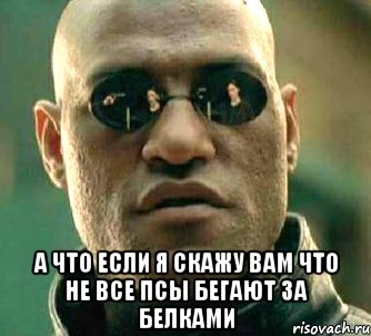  а что если я скажу вам что не все псы бегают за белками, Мем  а что если я скажу тебе