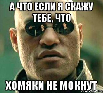 А что если я скажу тебе, что хомяки не мокнут, Мем  а что если я скажу тебе