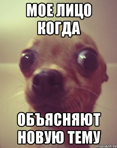 мое лицо когда объясняют новую тему