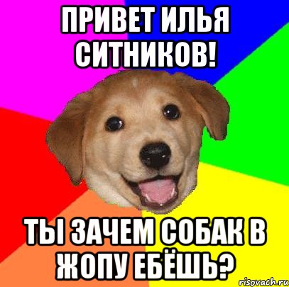 Привет Илья Ситников! Ты зачем собак в жопу ебёшь?, Мем Advice Dog