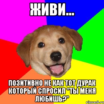 Живи... Позитивно Не как тот дурак который спросил "Ты меня любишь?", Мем Advice Dog