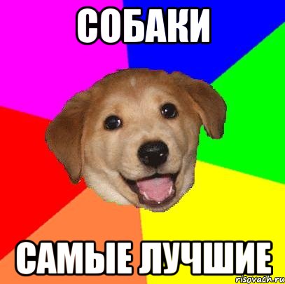 Собаки Самые лучшие, Мем Advice Dog