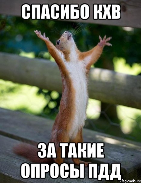 спасибо кхв за такие опросы ПДД, Мем    белка молится