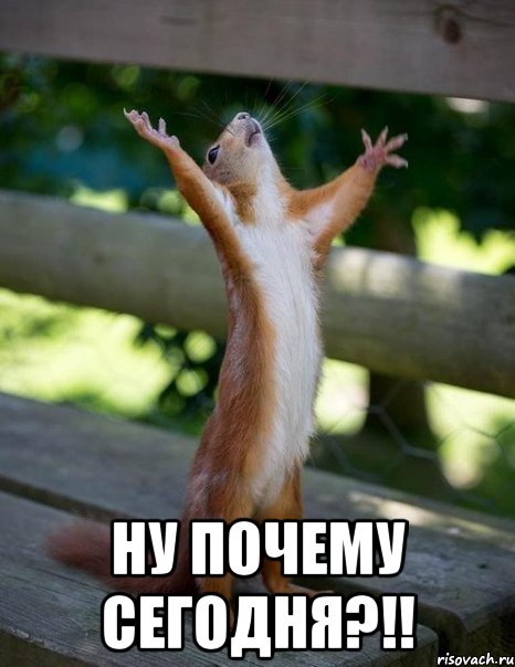  ну почему сегодня?!!, Мем    белка молится