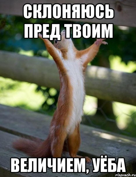 Склоняюсь пред твоим величием, уёба, Мем    белка молится