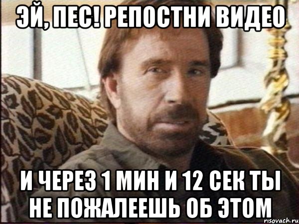 Эй, пес! Репостни видео и через 1 мин и 12 сек ты не пожалеешь об этом, Мем чак норрис