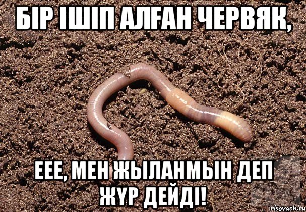 Бір ішіп алған червяк, Еее, мен жыланмын деп жүр дейді!