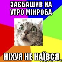 заєбашив на утро мікроба ніхуя не наївся
