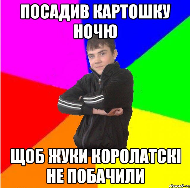 Посадив картошку ночю щоб жуки королатскi не побачили