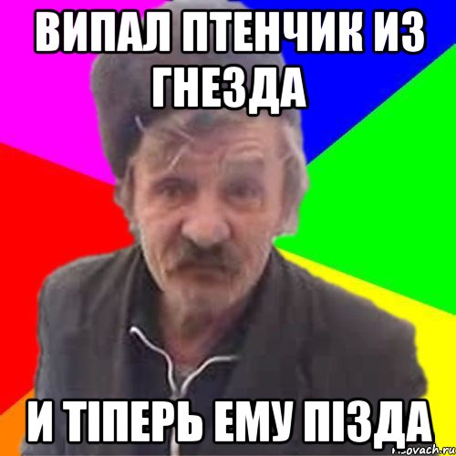 Випал птенчик из гнезда и тіперь ему пізда