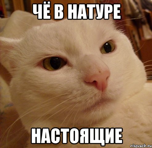 Чё в натуре Настоящие