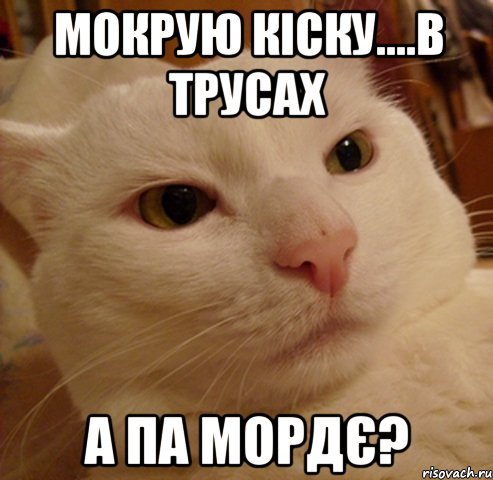 мокрую кіску....в трусах а па мордє?