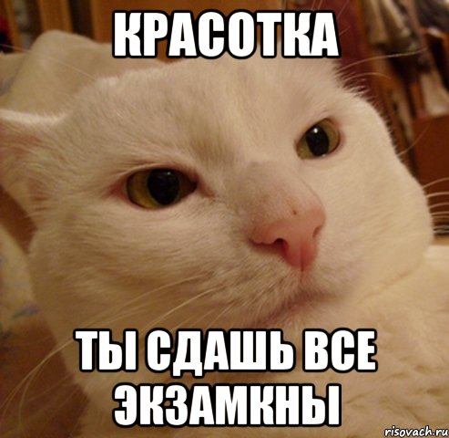 Красотка Ты сдашь все экзамкны