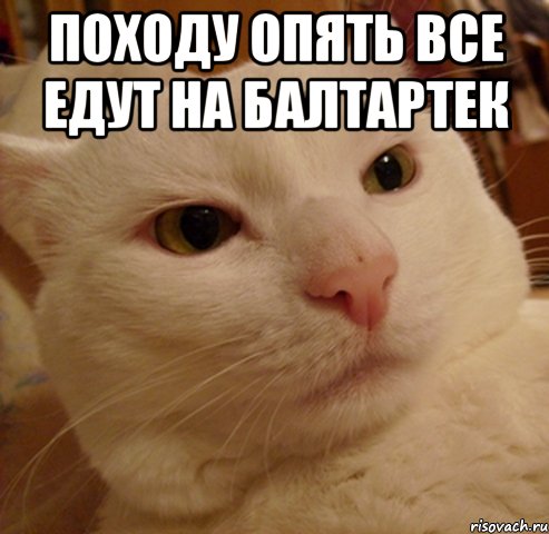 Походу опять все едут на Балтартек , Мем Дерзкий котэ