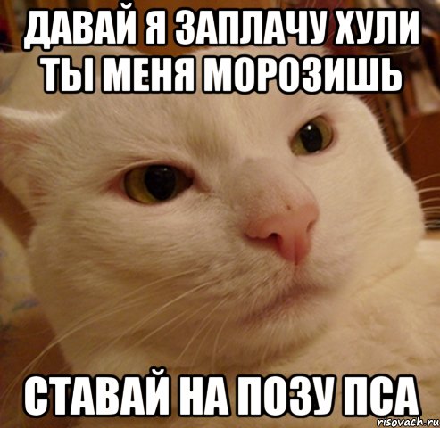 давай я заплачу хули ты меня морозишь ставай на позу пса