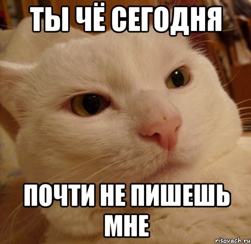 ты чё сегодня почти не пишешь мне, Мем Дерзкий котэ