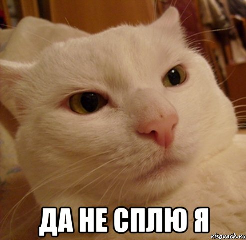  да не сплю я, Мем Дерзкий котэ