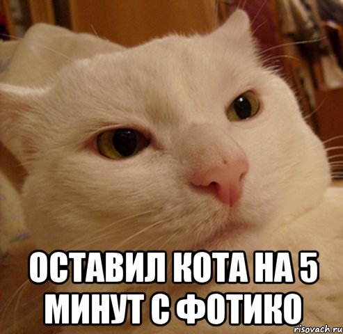  Оставил кота на 5 минут с фотико