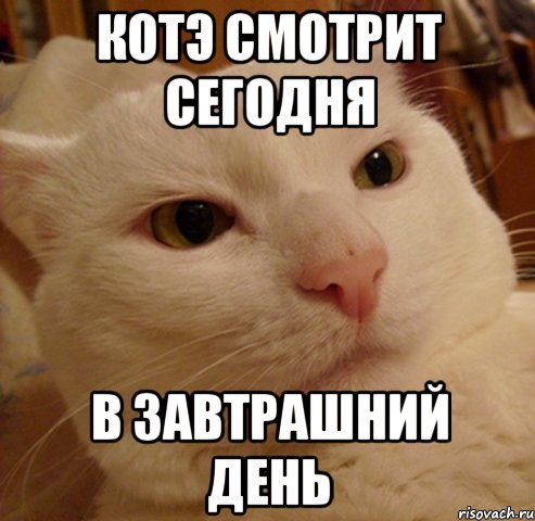 Котэ смотрит сегодня в завтрашний день, Мем Дерзкий котэ
