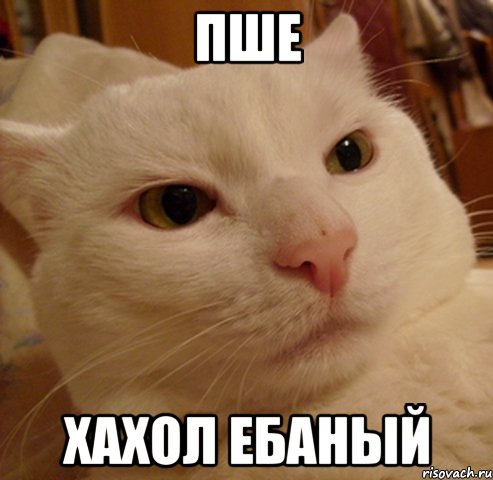 ПШЕ ХАХОЛ ЕБАНЫЙ