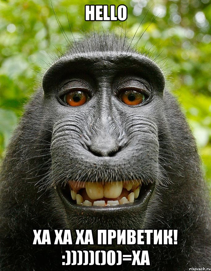 Hello ха ха ха приветик! :)))))()0)=ха, Мем  Довольная обезьяна