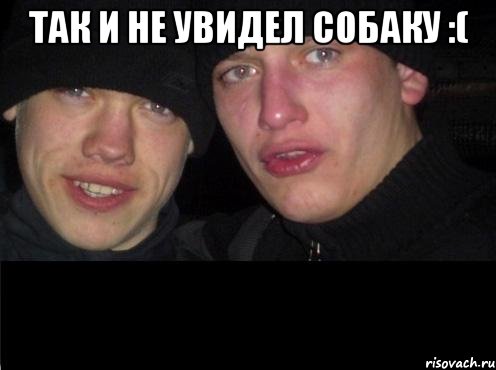 Так и не увидел собаку :( 