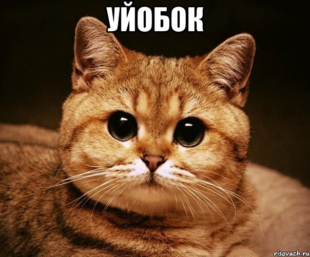 уйобок , Мем fff