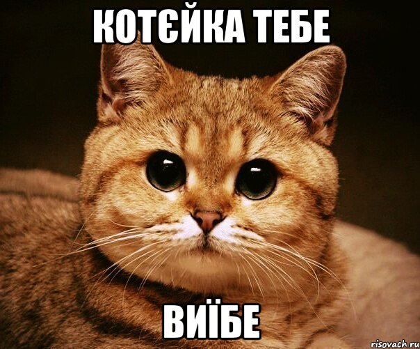 котєйка тебе виїбе, Мем fff