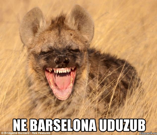  Ne barselona uduzub