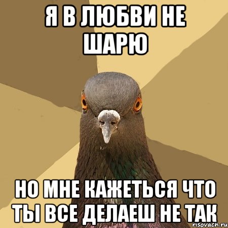 я в любви не шарю но мне кажеться что ты все делаеш не так, Мем голубь