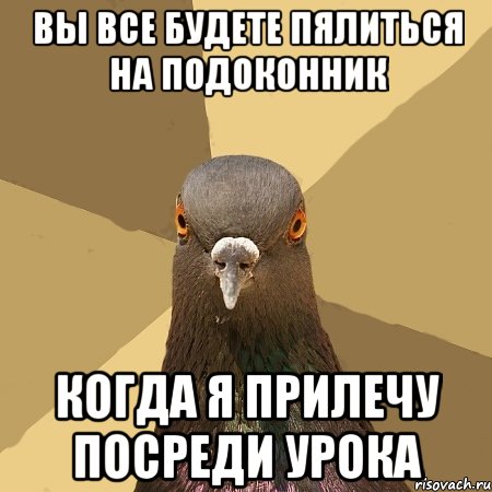 вы все будете пялиться на подоконник когда я прилечу посреди урока, Мем голубь