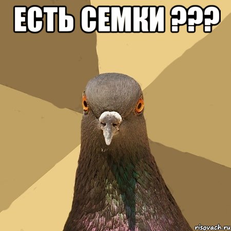 Есть семки ??? , Мем голубь