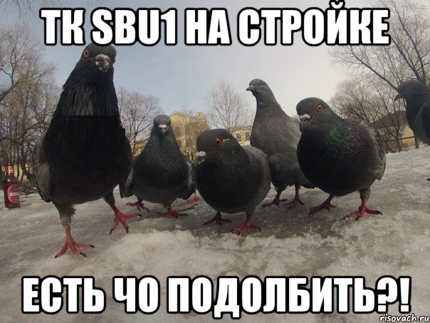 ТК SBU1 на стройке Есть чо подолбить?!, Мем голубь