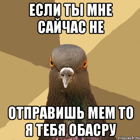 Если ты мне сайчас не отправишь мем то я тебя обасру, Мем голубь