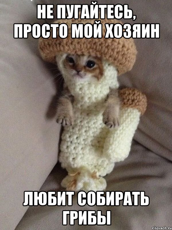 не пугайтесь, просто мой хозяин любит собирать грибы, Мем гриб