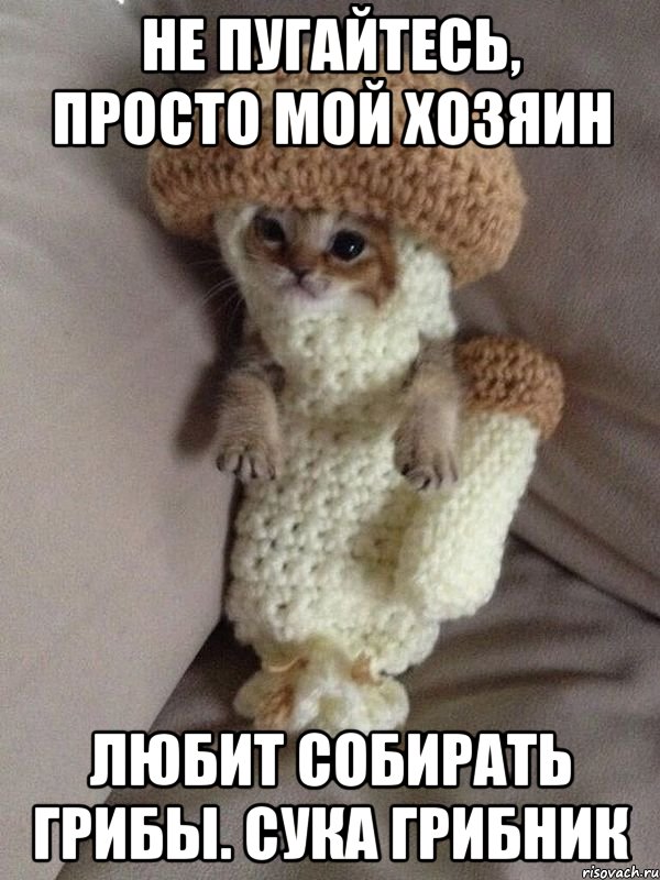 не пугайтесь, просто мой хозяин любит собирать грибы. сука грибник, Мем гриб