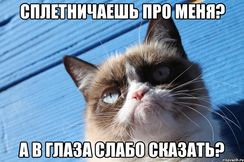 Сплетничаешь про меня? А в глаза слабо сказать?, Мем  grumpy cat