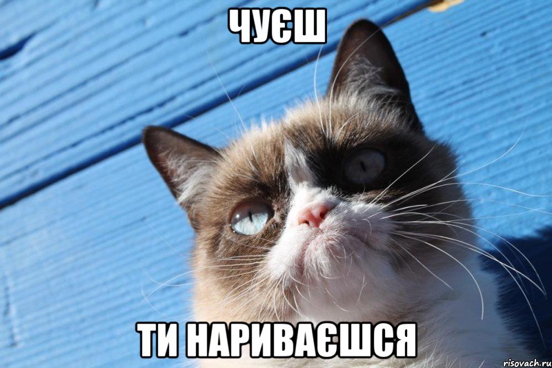 чуєш ти нариваєшся, Мем  grumpy cat