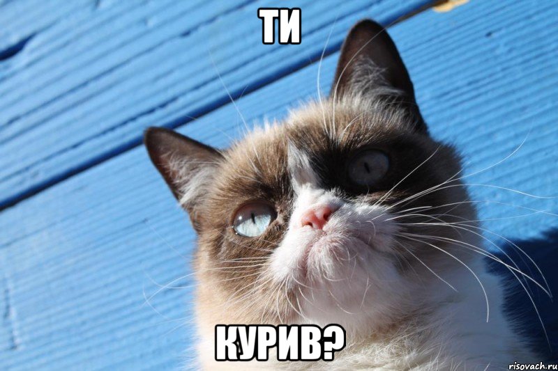 ти курив?, Мем  grumpy cat