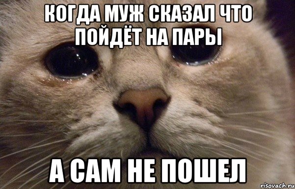 когда муж сказал что пойдёт на пары а сам не пошел, Мем   В мире грустит один котик