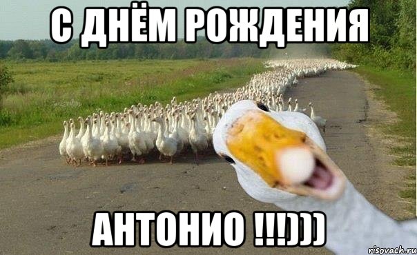 С Днём Рождения Антонио !!!))), Мем гуси