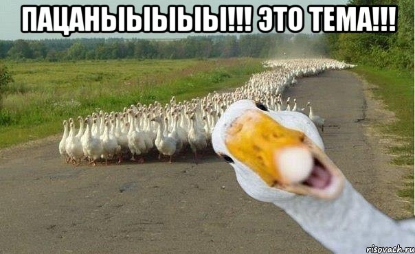 ПАЦАНЫЫЫЫЫ!!! ЭТО ТЕМА!!! , Мем гуси