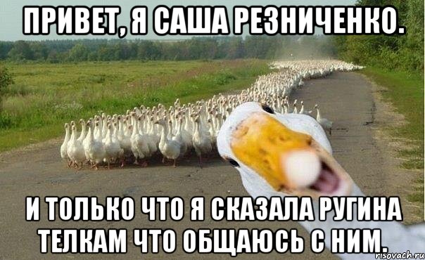 Привет, я Саша Резниченко. И только что я сказала Ругина телкам что общаюсь с ним., Мем гуси