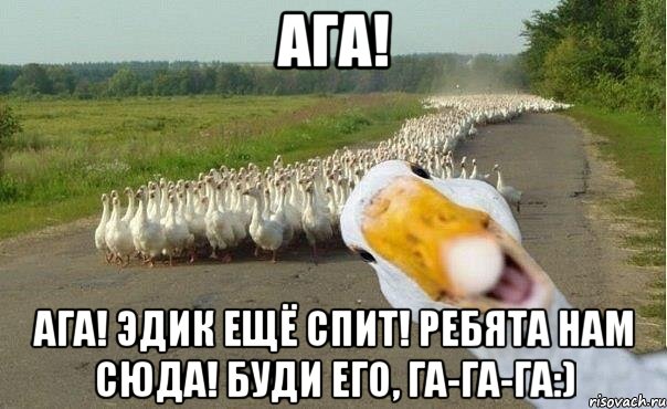 Ага! Ага! Эдик ещё спит! Ребята нам сюда! Буди его, га-га-га:), Мем гуси