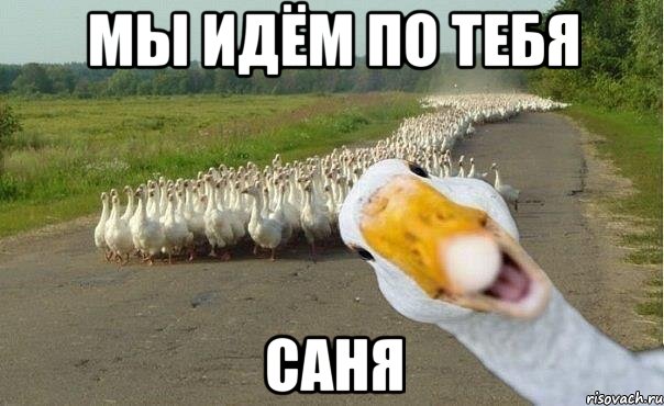 мы идём по тебя САНЯ, Мем гуси