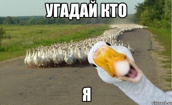 угадай кто я, Мем гуси